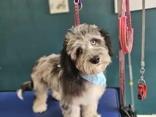 Cockapoo dogs 14 week old Cockapoo - Advert 1