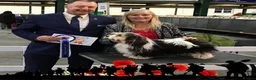 Havanese dogs for sale: Quality Havanese boys in Mold - Advert 2