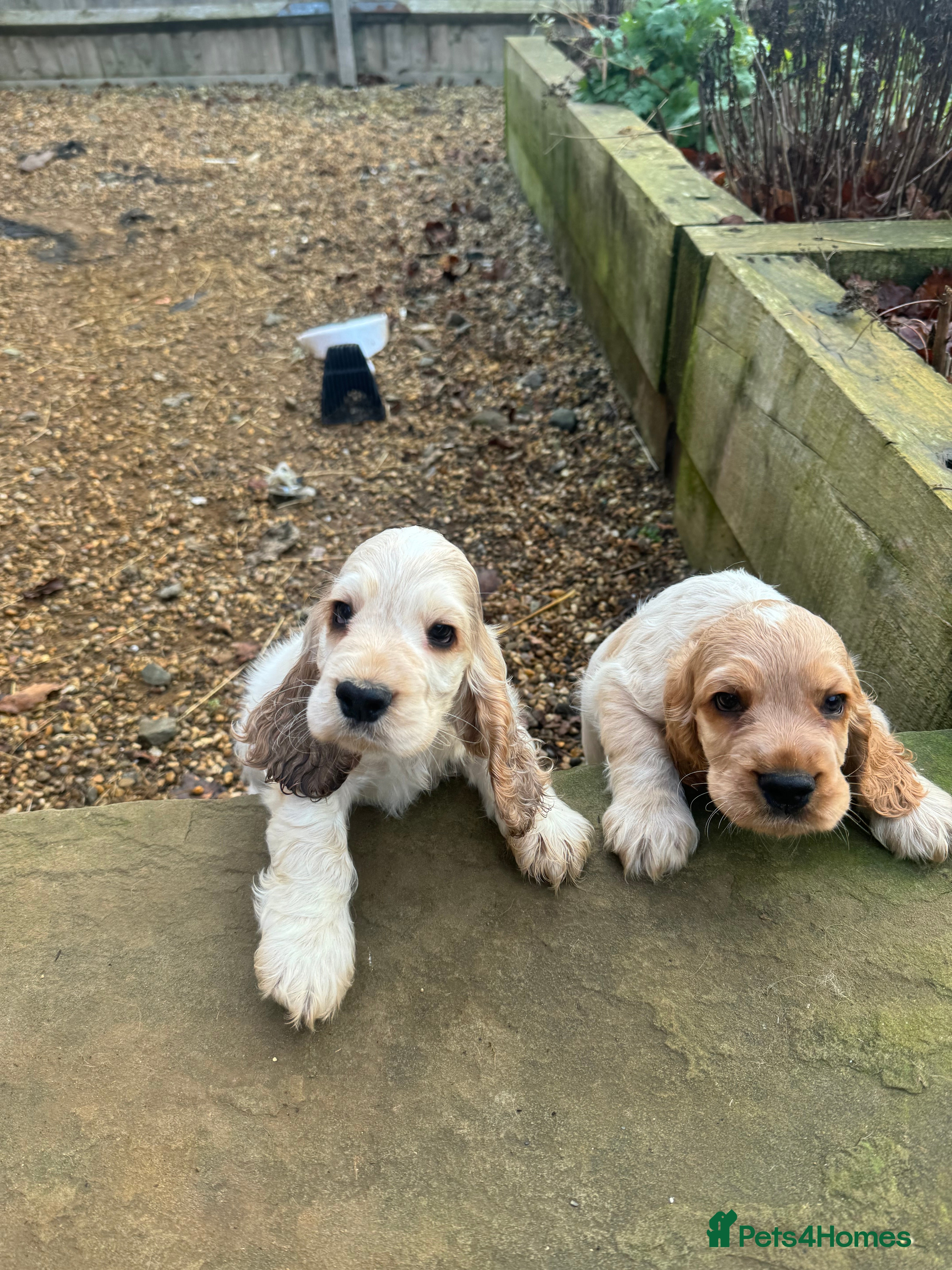 Cocker Spaniel dogs Exceptional litter of Show Type Cocker Spaniels - Advert 6