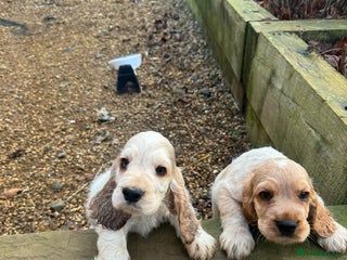 Cocker Spaniel dogs Exceptional litter of Show Type Cocker Spaniels - Advert 6