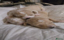 Miniature Poodle dogs for stud: Teddy KC Registered/Health tested Toy Stud in Wigan - Image 21