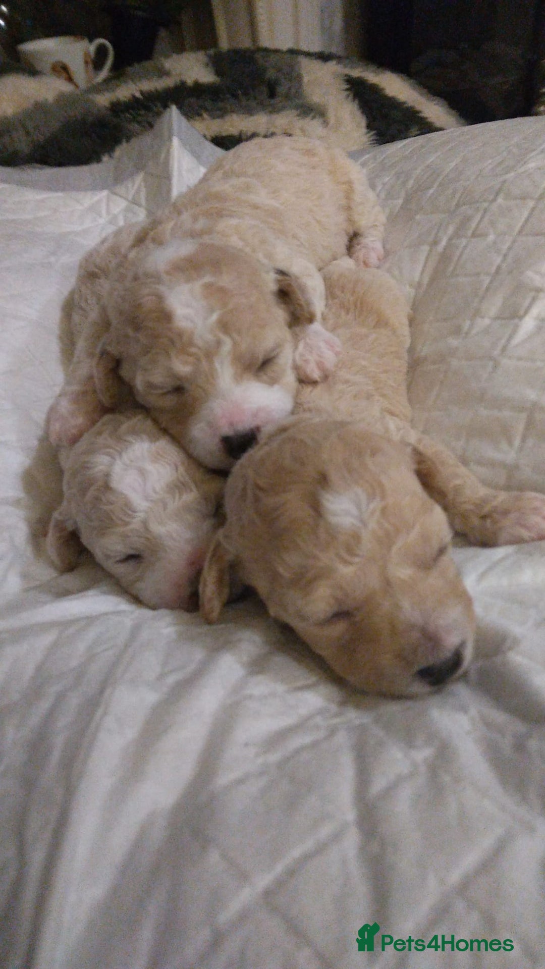 Miniature Poodle dogs for stud: Teddy KC Registered/Health tested Toy Stud in Wigan - Image 21