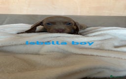 Dachshund dogs for sale: 🌈🌈rainbow litter 🌈🌈 - Image 11