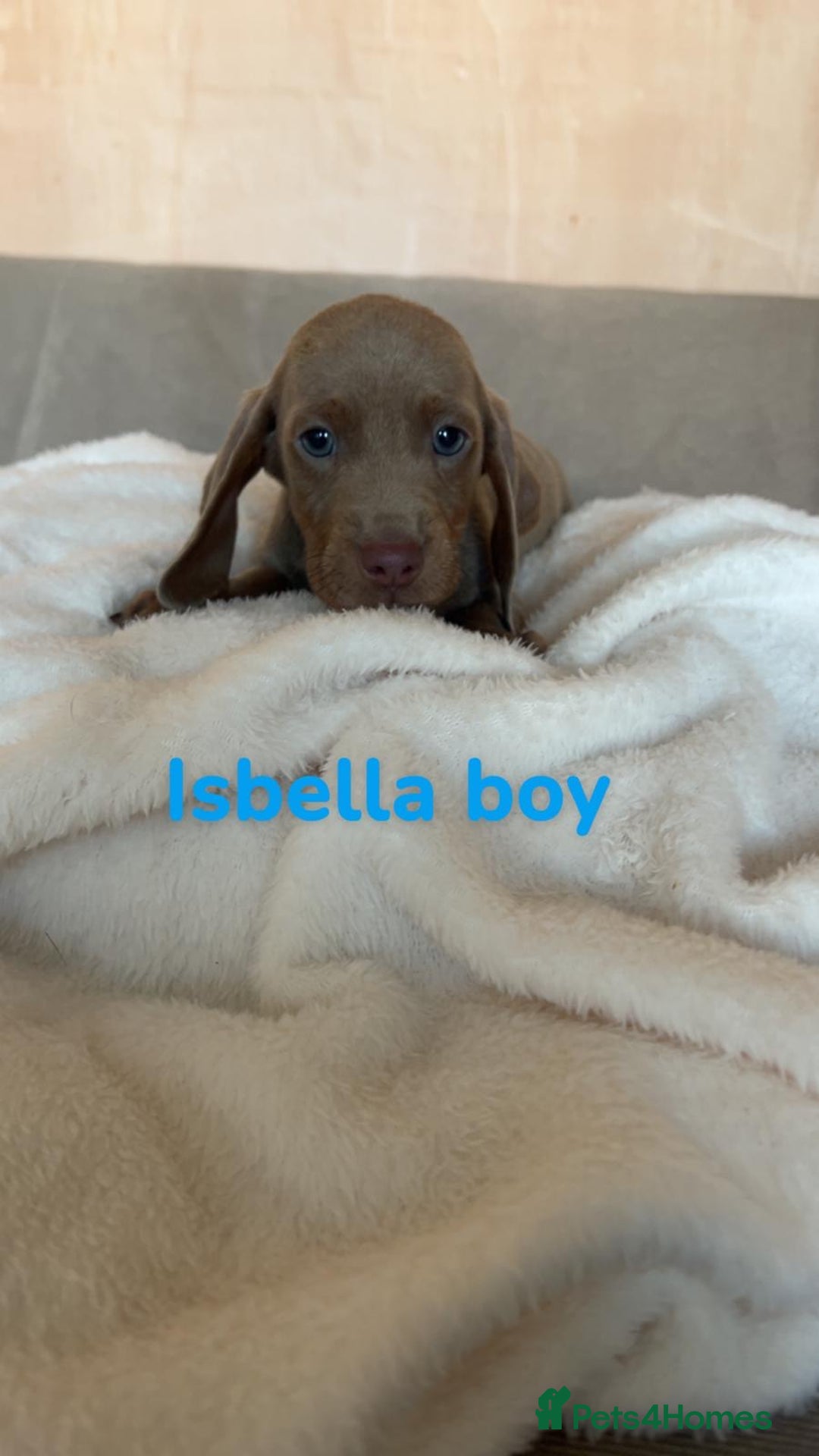 Dachshund dogs for sale: 🌈🌈rainbow litter 🌈🌈 - Image 11