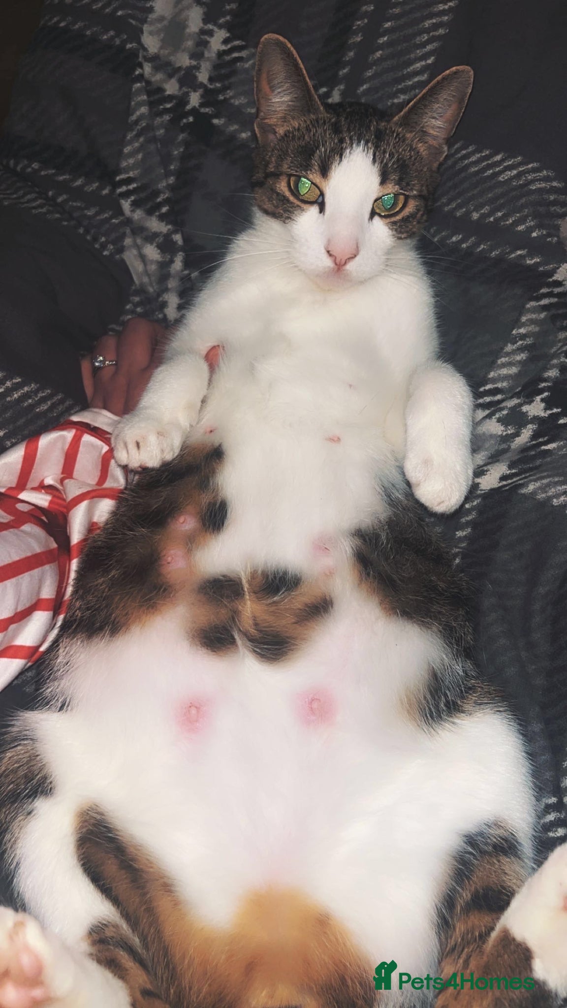 Mixed Breed cats Kittens due 5th july  - Advert 3