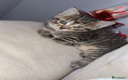 Domestic Shorthair cats for sale: 2 female kittens - Image 3