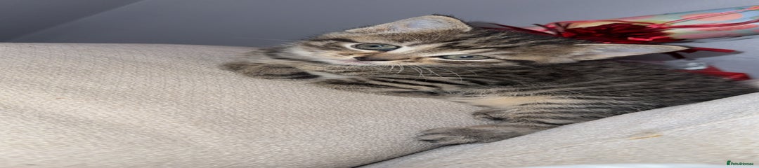 Domestic Shorthair Kitten 1