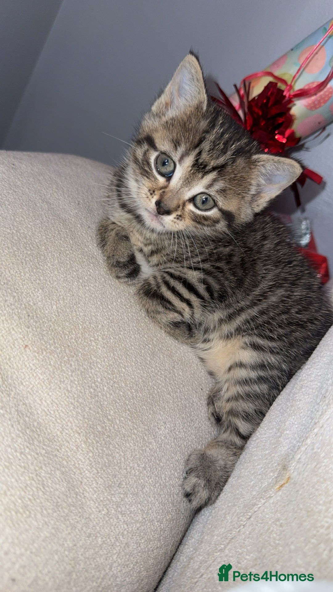 Domestic Shorthair cats for sale: 2 female kittens - Image 3