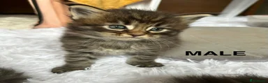 Maine Coon 1 (Male)