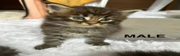 Maine Coon cats for sale: TICA Pedigree Champion Line Maine Coon babies  - Advert 9