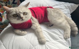 British Shorthair cats for sale: Beautiful British shorthair mixed kittens.  - Image 9