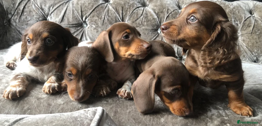 Miniature Dachshund dogs for sale: Miniature long haired dachshund READY NOW - Advert 1