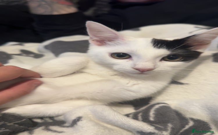 Domestic Shorthair cats - Advert 5