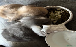 Mini Lop rabbits for sale: Gorgeous Mini Lops  - Image 28