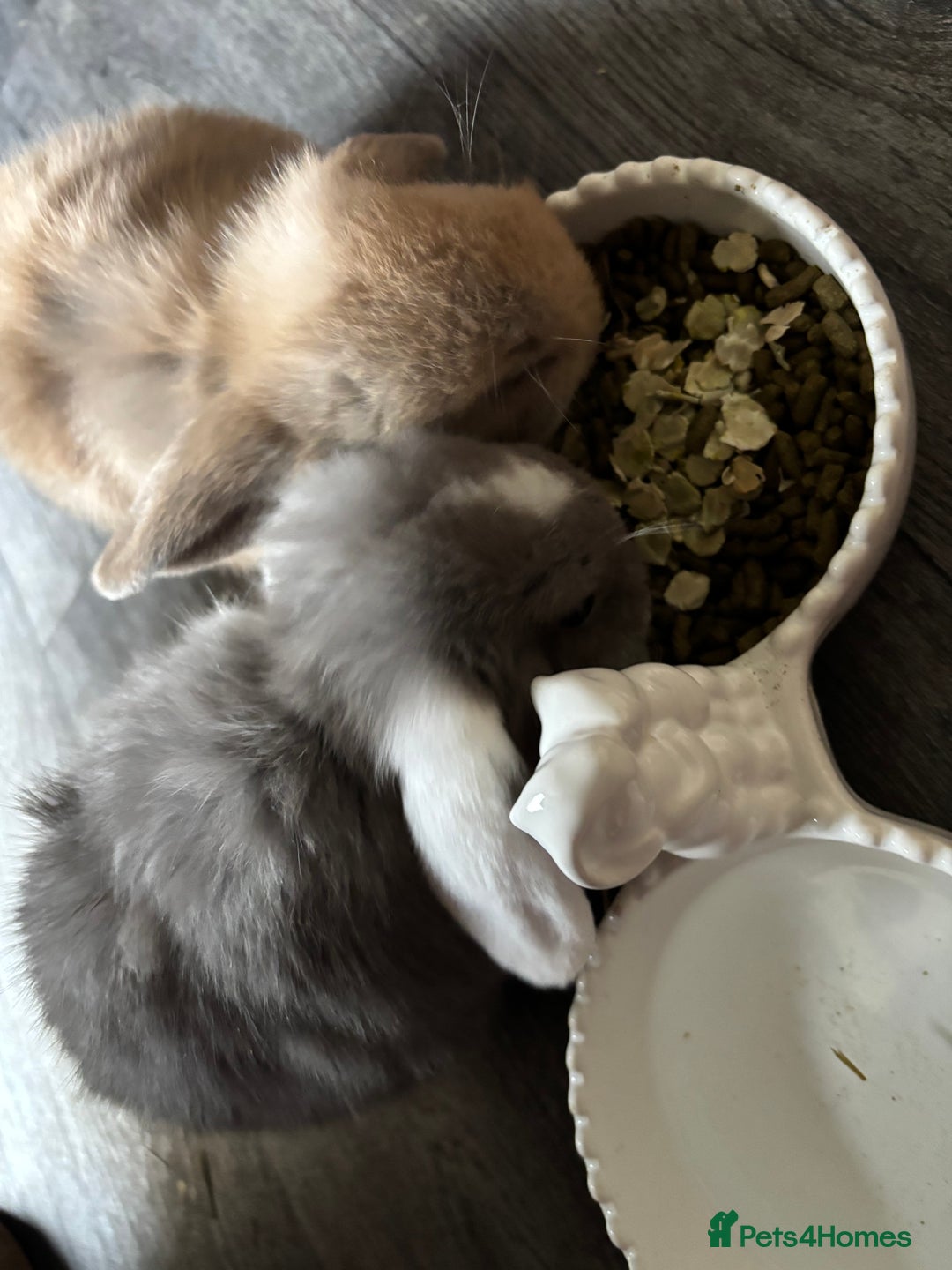 Mini Lop rabbits for sale: Gorgeous Mini Lops  - Image 28