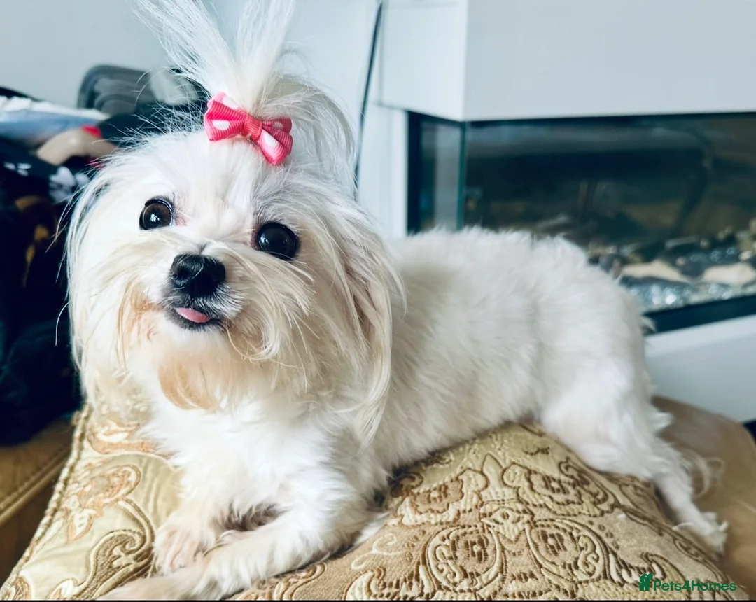 Maltipoo dogs for sale:  F1 Maltipoo puppies  - Advert 17