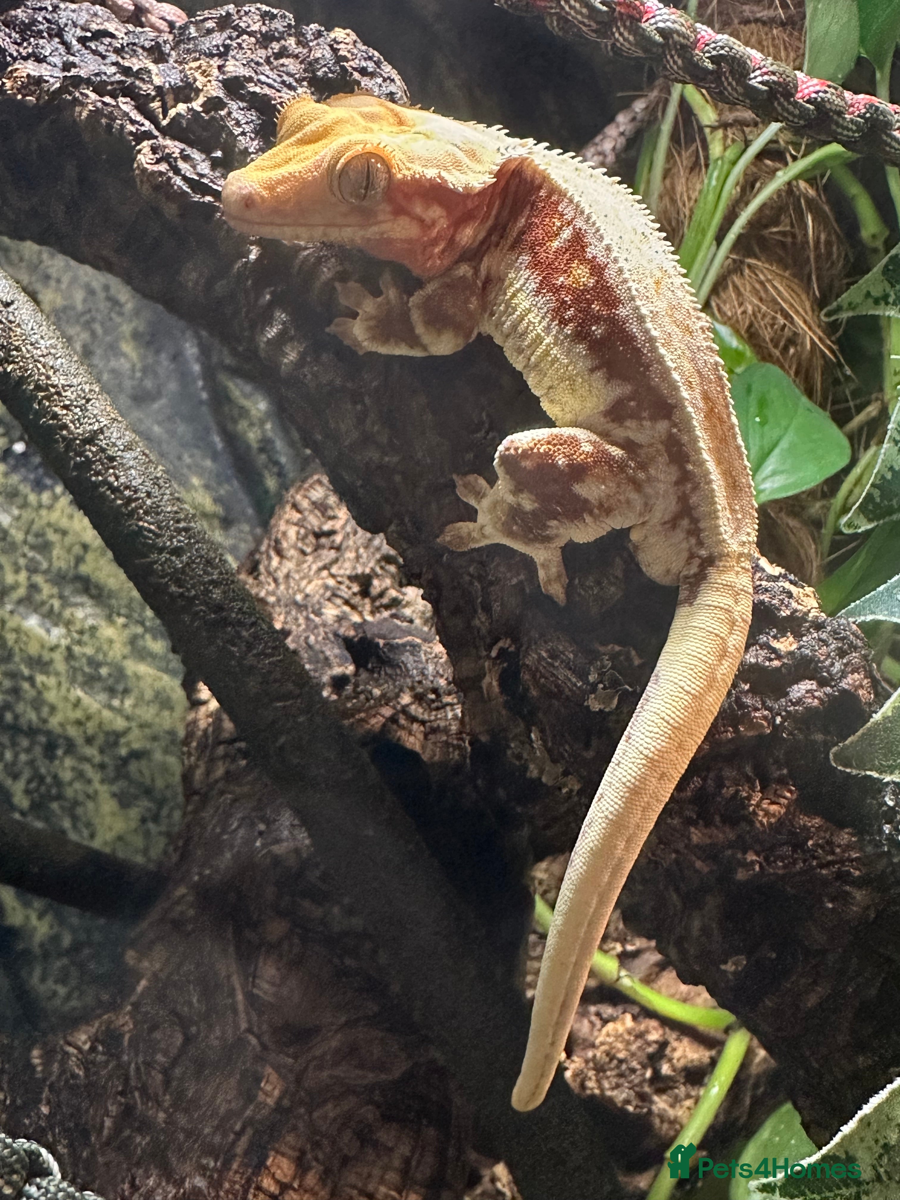 Gecko reptiles Crested Gecko+Full Setup-Red TriColour Lily White  - Advert 6