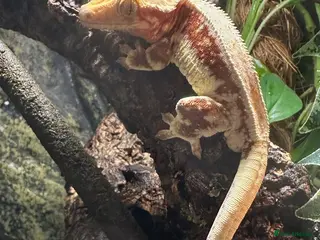 Gecko reptiles Crested Gecko+Full Setup-Red TriColour Lily White - Advert 6