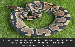 Python Snake reptiles for sale: Royal Pythons  - Image 2