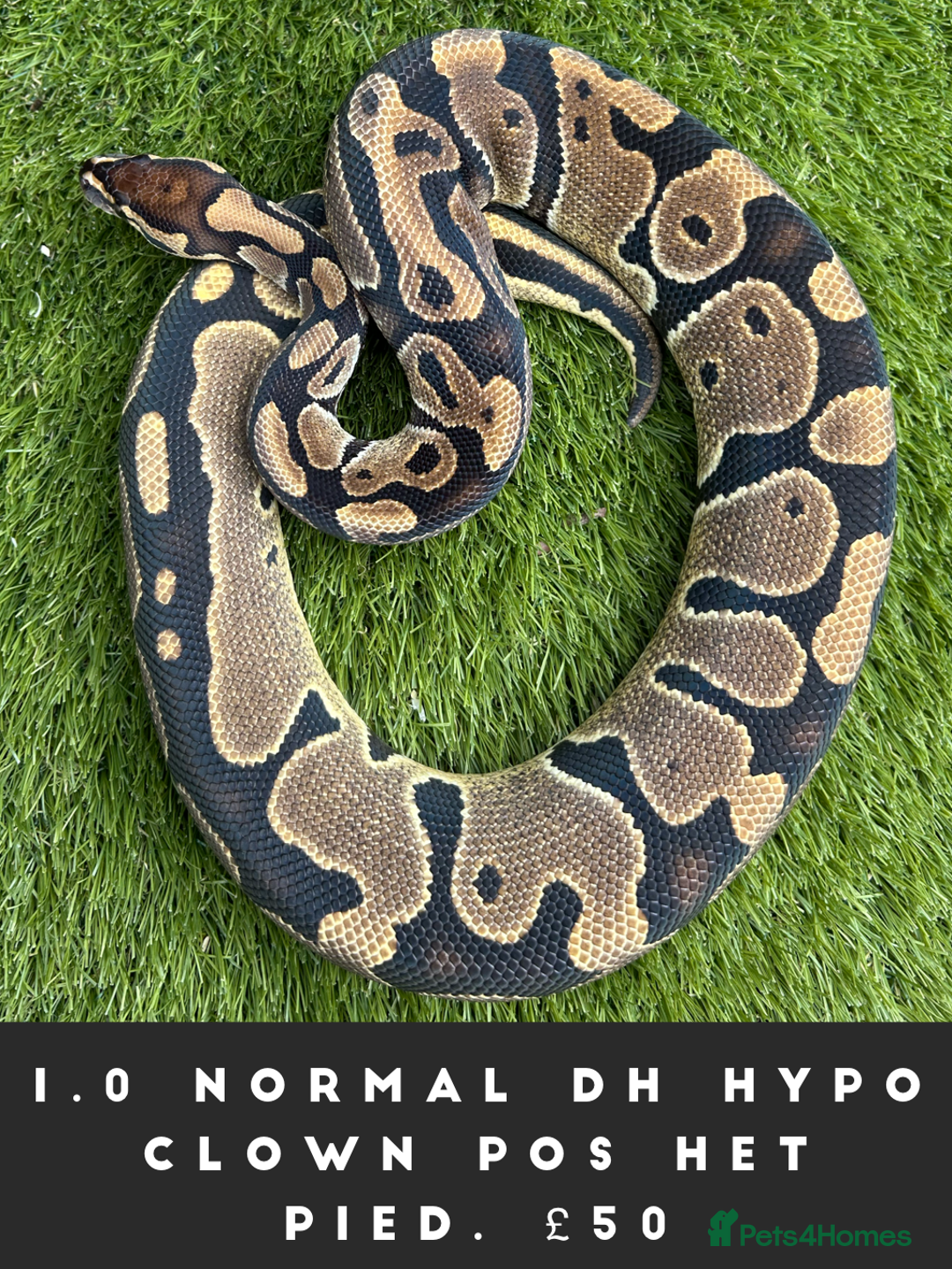 Python Snake reptiles for sale: Royal Pythons  - Image 2