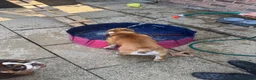 English Bulldog dogs for sale: Female English bulldog - Advert 4