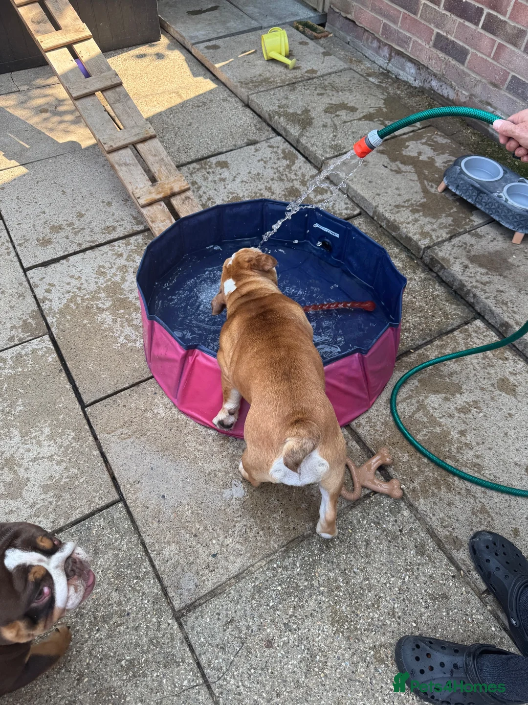 English Bulldog dogs for sale: Female English bulldog - Advert 4