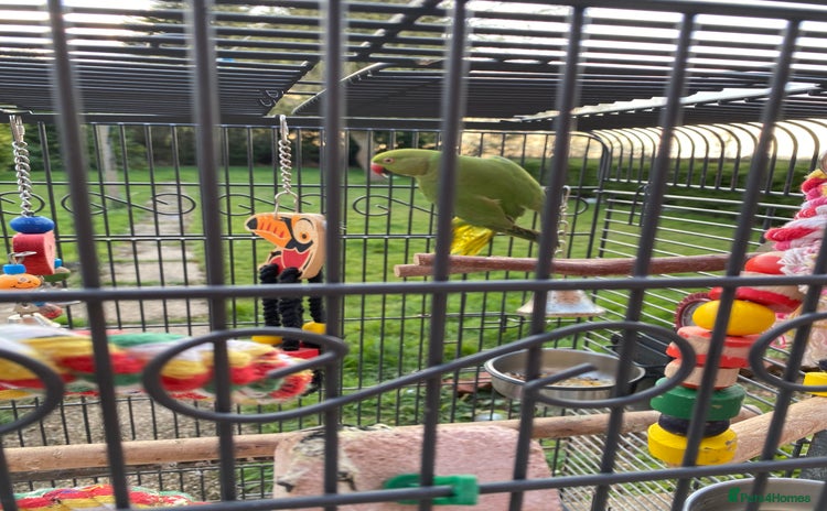 Ringnecks birds - Advert 6