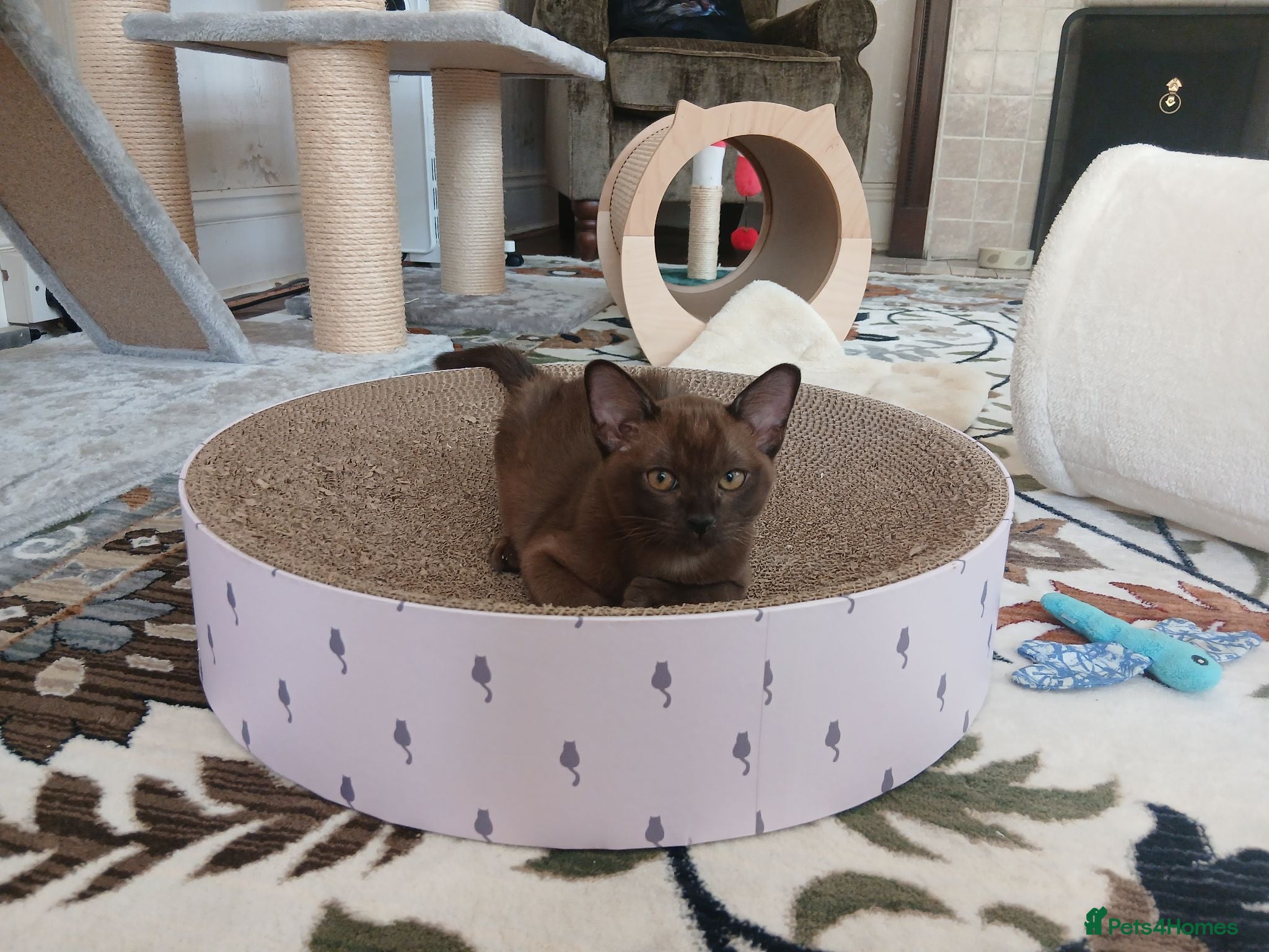 Burmese cats Beautiful Brown Burmese Female Kitten. GCCF  - Advert 8