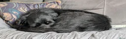 Mixed Breed dogs for adoption: Terron in Wetherby - Advert 7