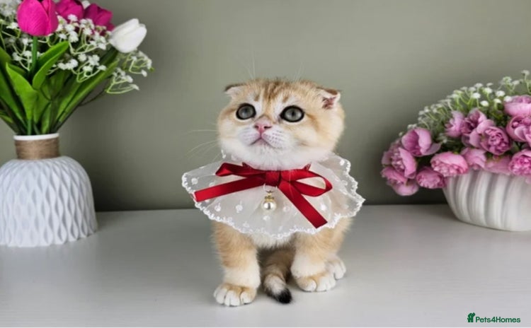 Scottish Fold cats - Advert 2