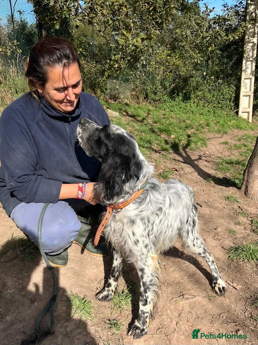 English Setter dogs for adoption: Nahi  - Advert 3