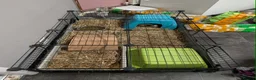 Guinea Pig rodents for sale: 2 female Guinea pigs with set up  - Advert 5