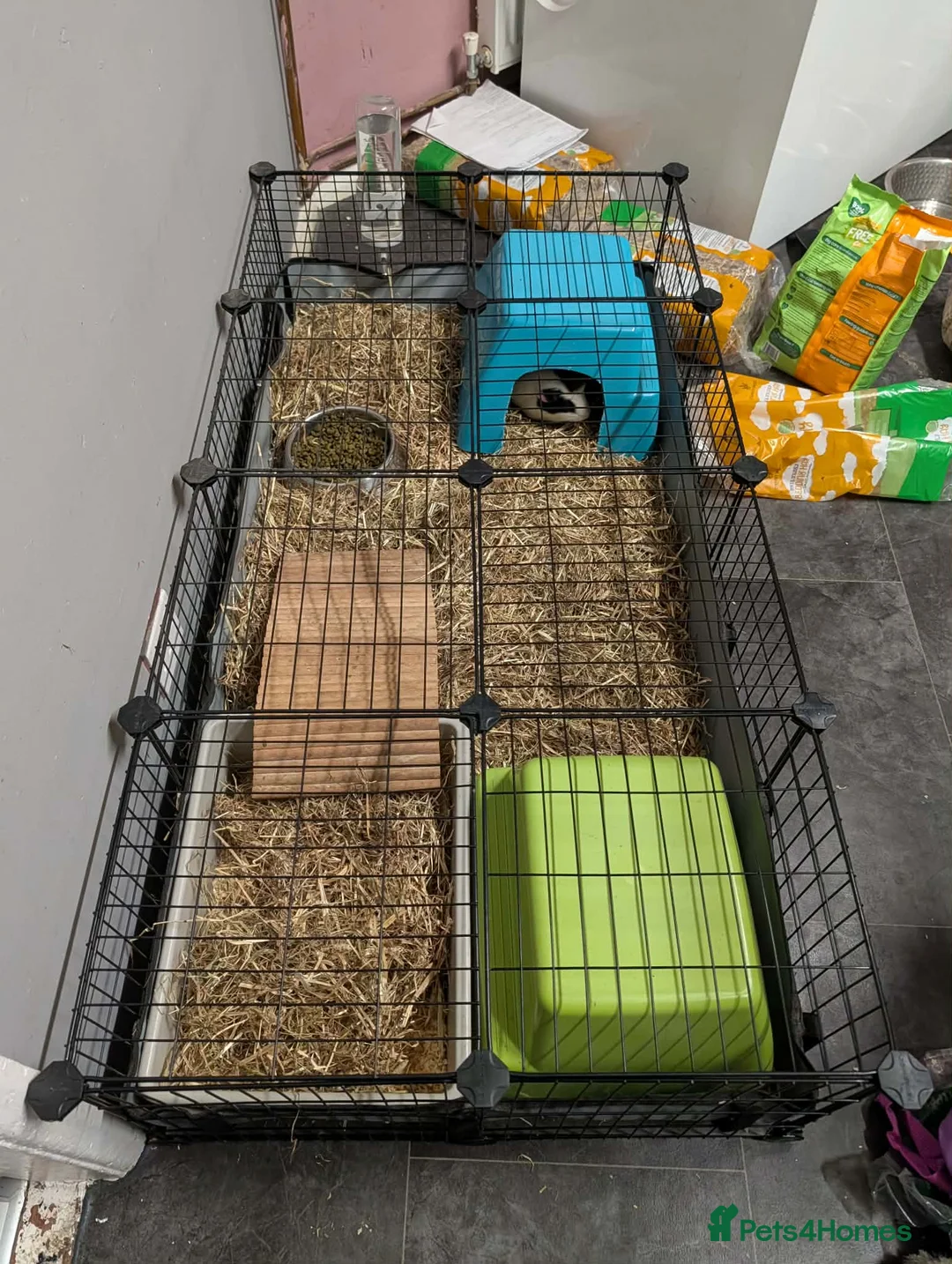 Guinea Pig rodents for sale: 2 female Guinea pigs with set up  - Advert 5