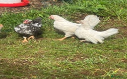 Chickens poultry for sale: Serama cockerel  in Teddington - Image 6