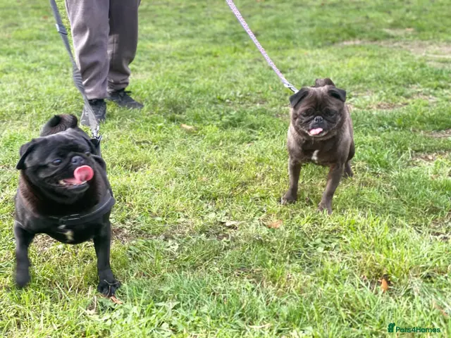 Pug dogs for sale: Beautiful female pug - Advert 2