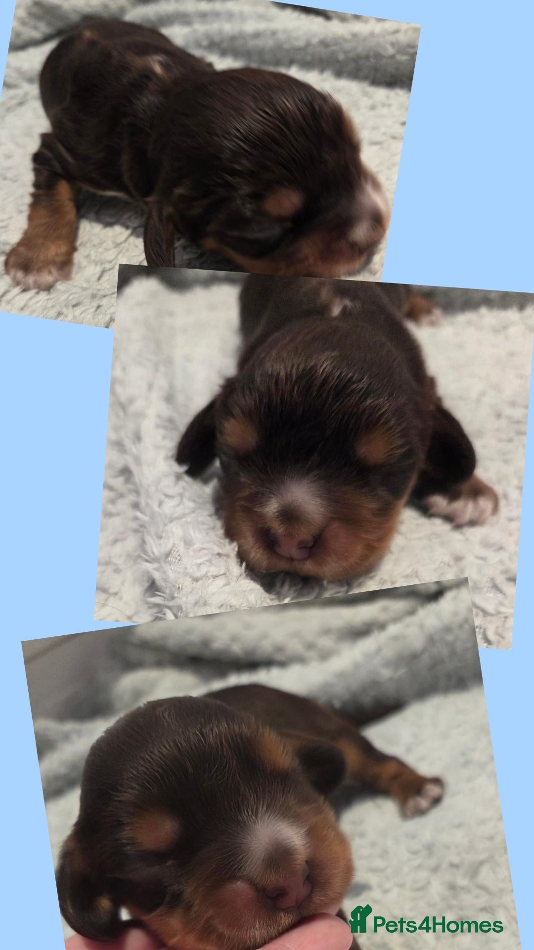 Cocker Spaniel dogs RKC SHOW COCKER SPANIEL PUPPIES EXTENSIVELY HEALTH - Advert 12