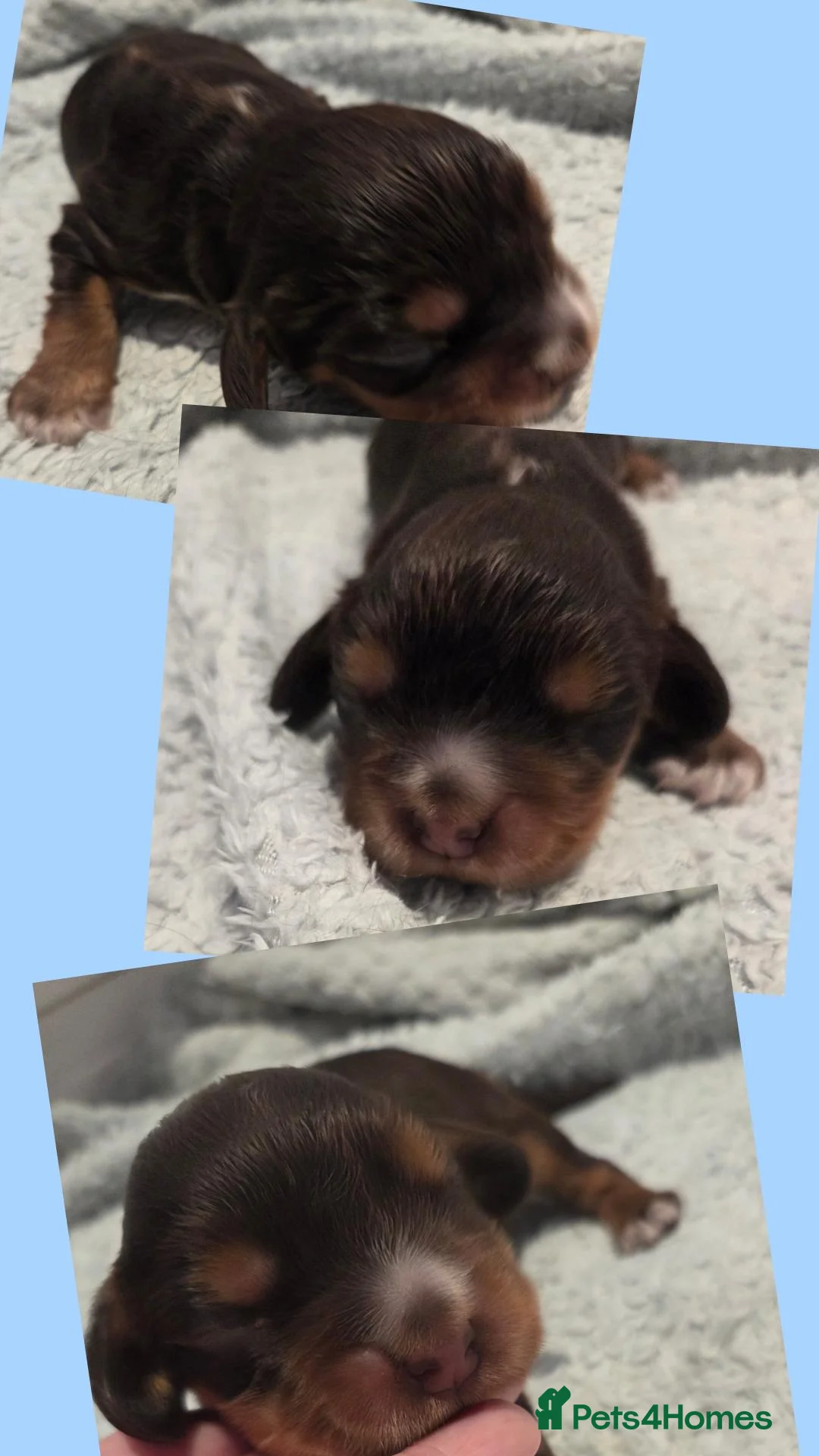 Cocker Spaniel dogs for sale: RKC SHOW COCKER SPANIEL PUPPIES EXTENSIVELY HEALTH - Advert 1