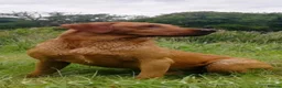 Labrador Retriever dogs for sale: Fox Red Labrador pups - Advert 3