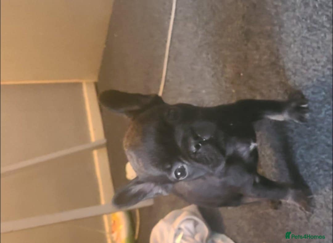 French Bulldog dogs for sale: French bulldog 2 boys and four girls - Image 7
