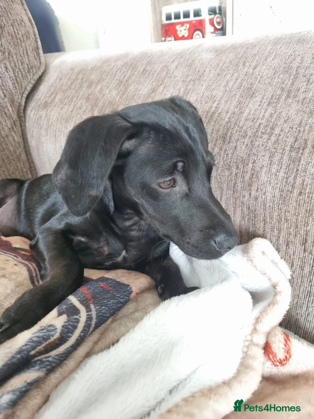 Mixed Breed dogs for sale: Dauschund/ dauschund cross in Tidworth - Advert 2