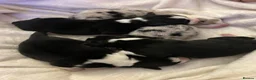 Border Collie dogs for sale: Border Collie Puppies  in Chipping Norton - Advert 11