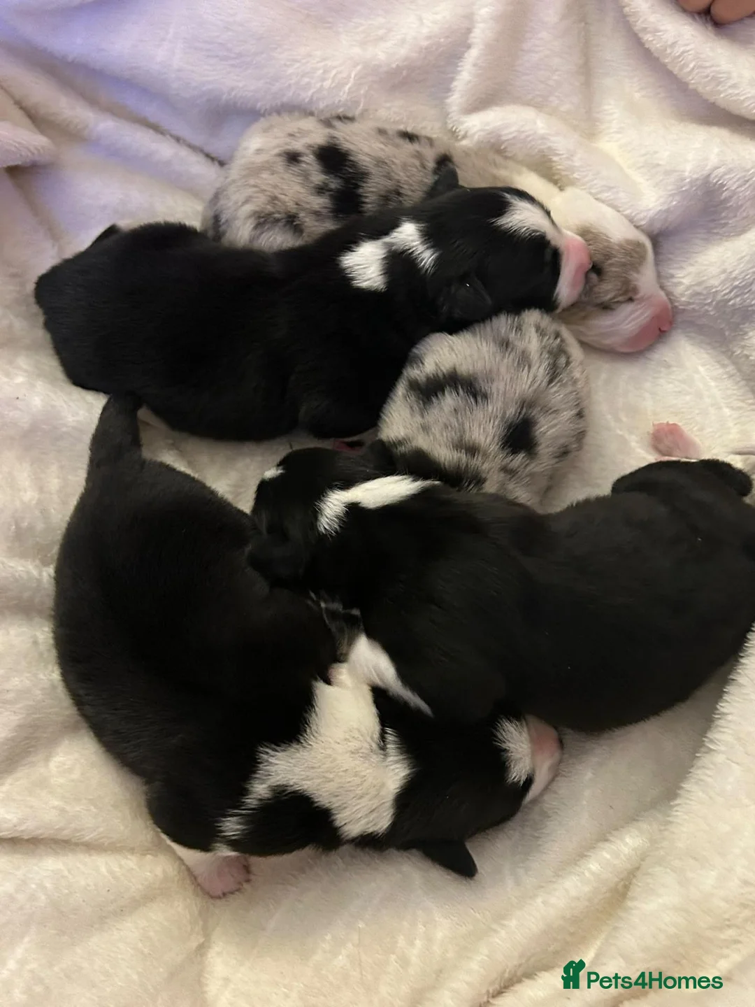 Border Collie dogs for sale: Border Collie Puppies  in Chipping Norton - Advert 11