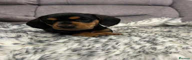 Dachshund Puppy 4