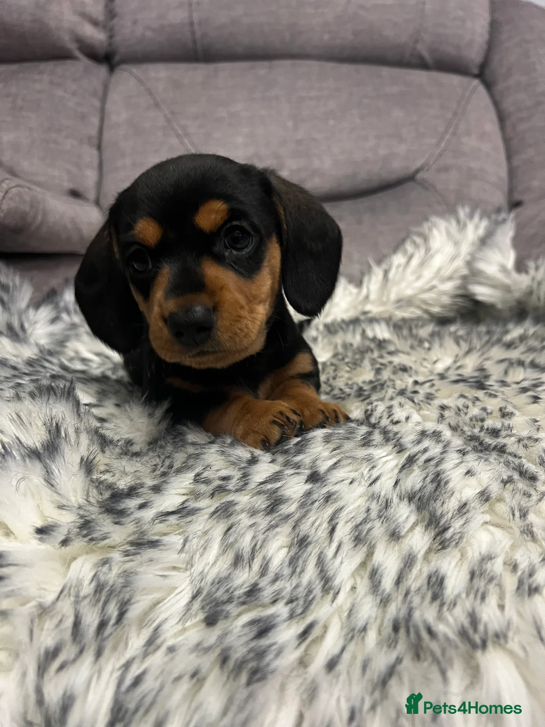 Dachshund dogs for sale: Adorable Dachshund puppies 4 boys 2 girls - Advert 3