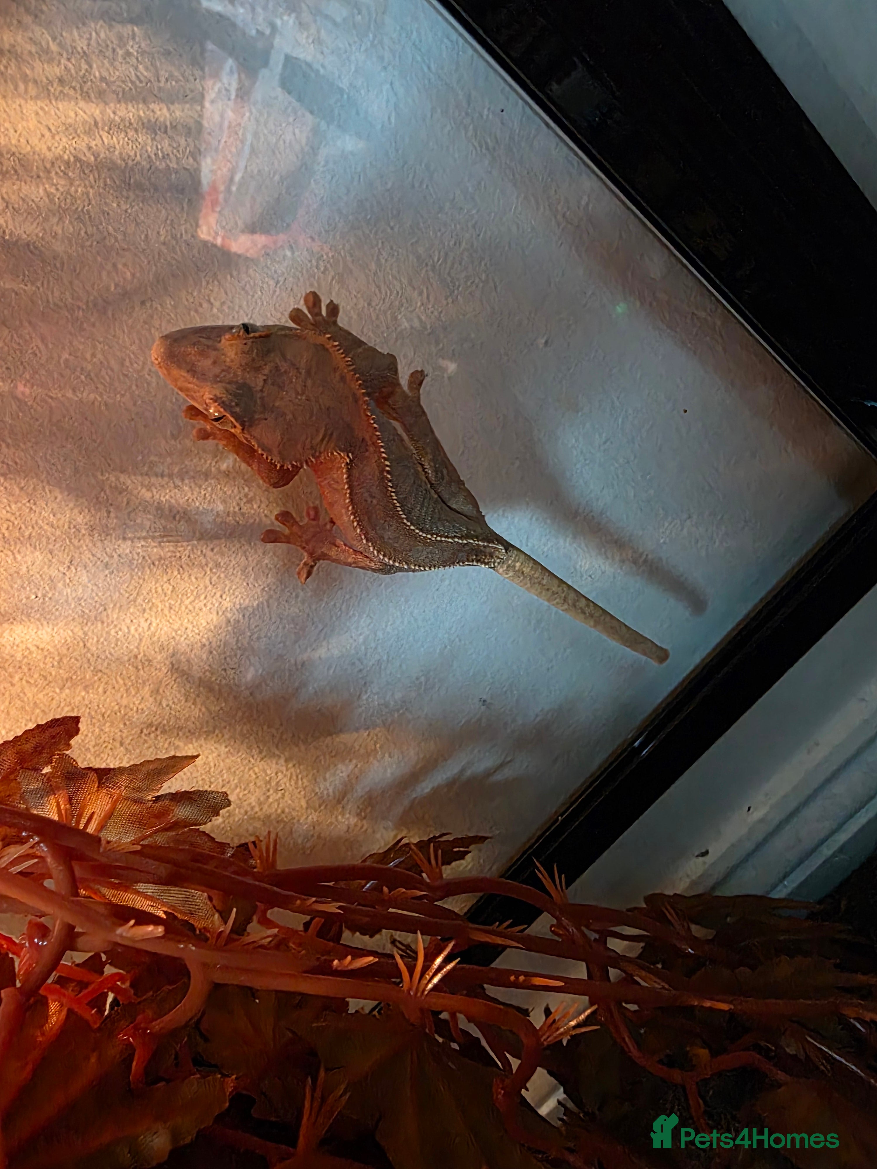 Gecko reptiles Baby crested gecko - Advert 1