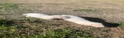 Ferret rodents for sale: 3 Standard Size Working Ferrets For Sale - Advert 10
