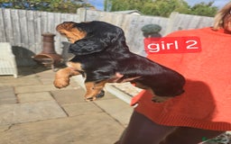 Cocker Spaniel dogs for sale: Cocker spaniel puppies  - Image 8