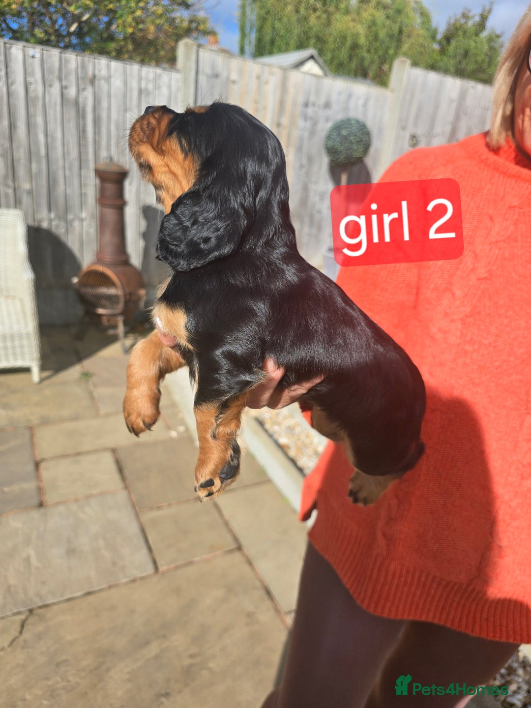 Cocker Spaniel dogs for sale: Cocker spaniel puppies  - Image 8