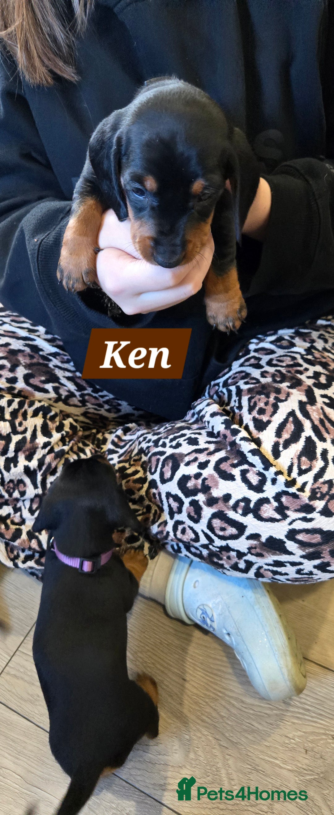 Dachshund dogs for sale: Beautiful Daxis - Advert 21