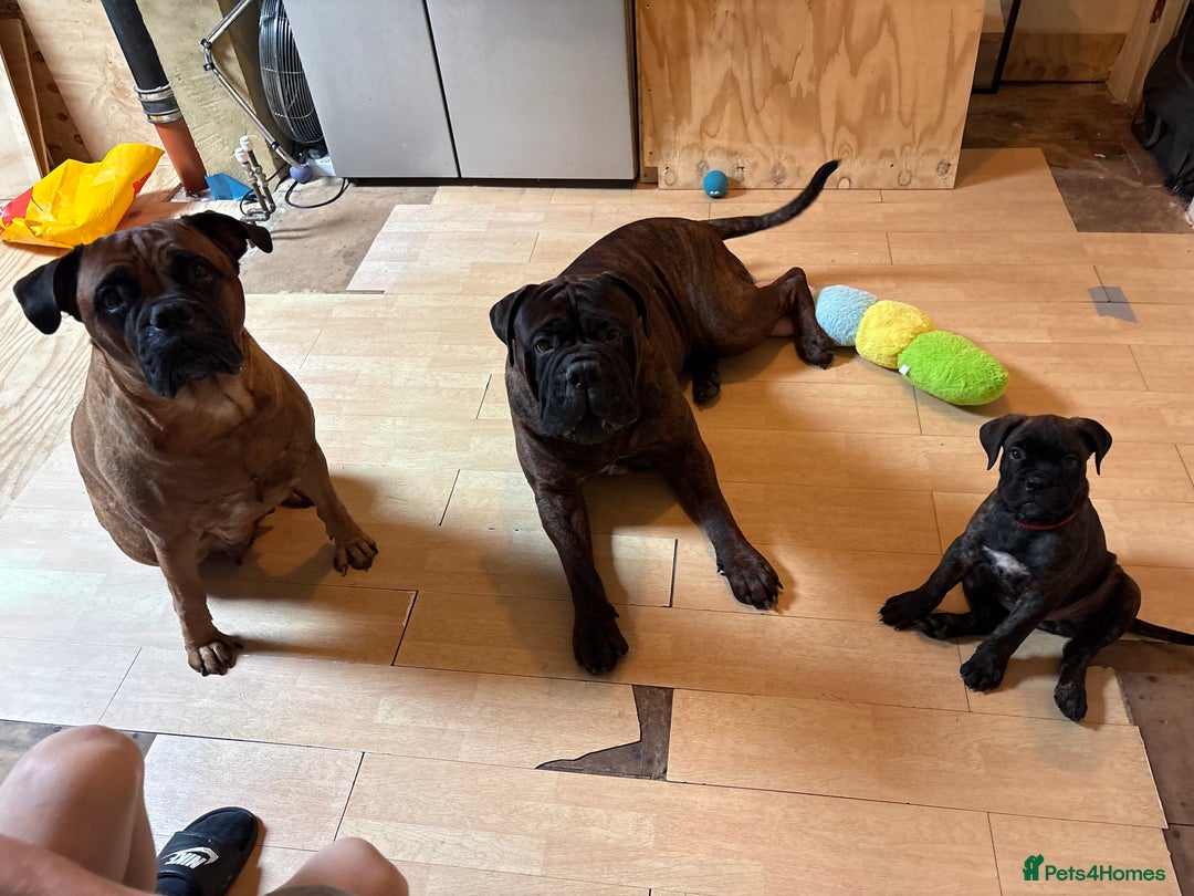 Bullmastiff dogs for sale: 🐾 KC registered bullmastiff female puppy 🐾 - Image 15